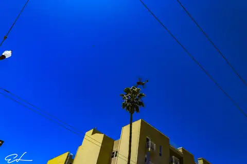 Carnaval SF 2024 — 603